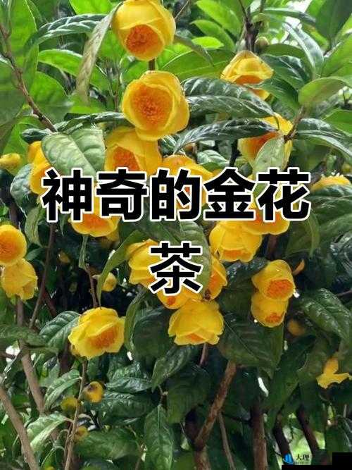 父承子液金银花：传承与创新造就的独特植物瑰宝